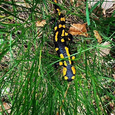 Lejlighed Kuckuckswinkel- Lilian Schöna